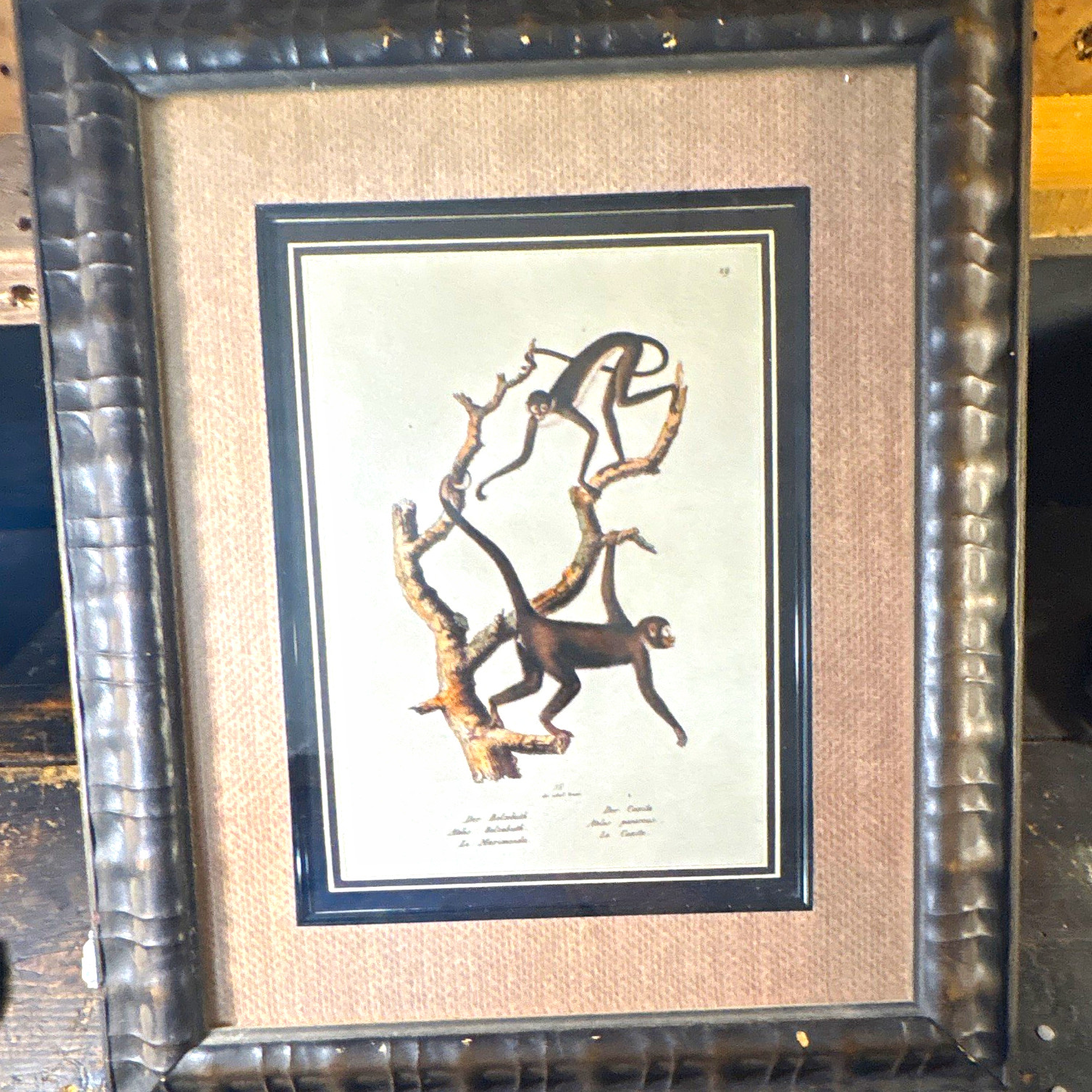 Framed Spider Monkeys Print Schinz Honegger Natural History Vintage Style Art