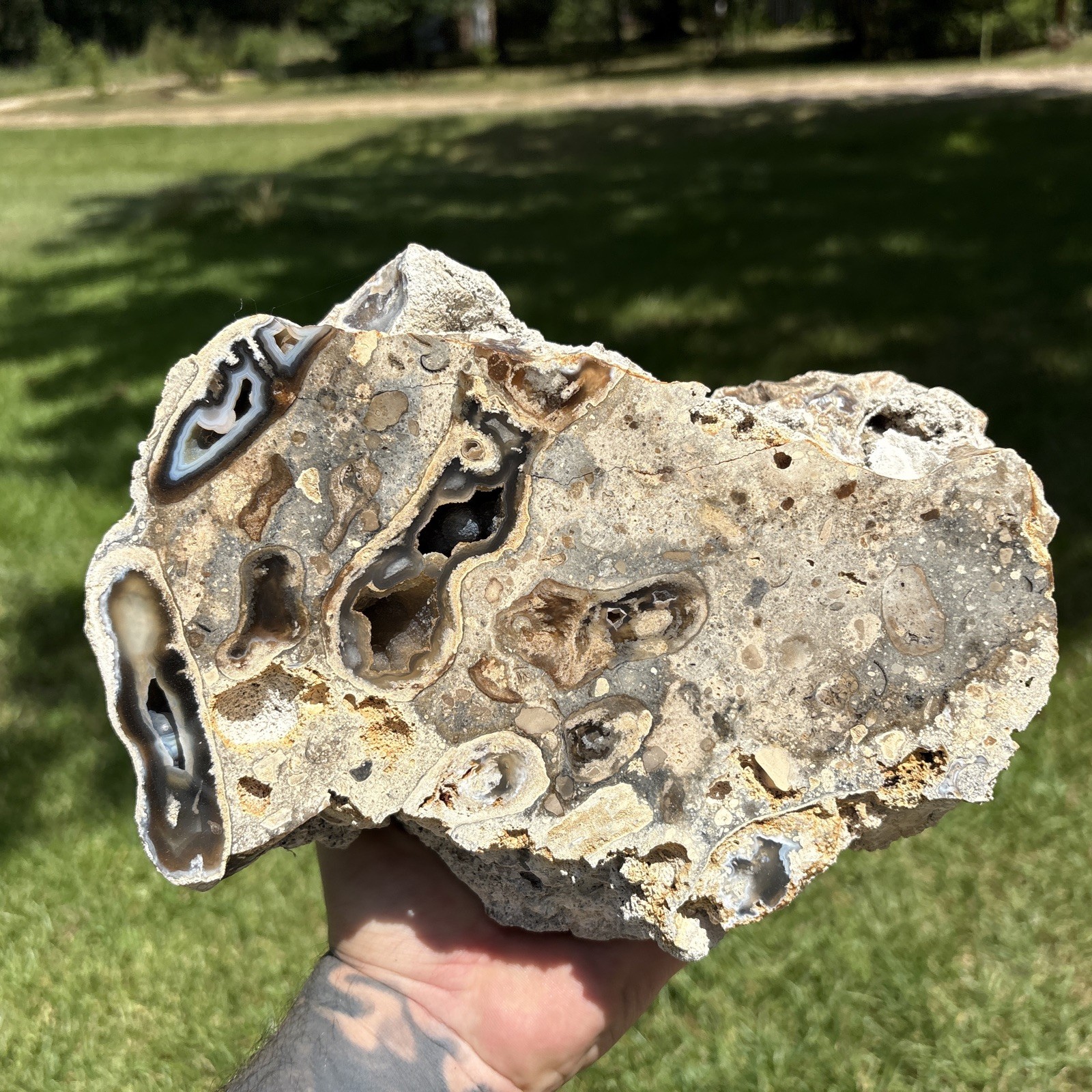 Silicified Agate Rudist Colony Travis County Texas Cretaceous U.v. Reactive