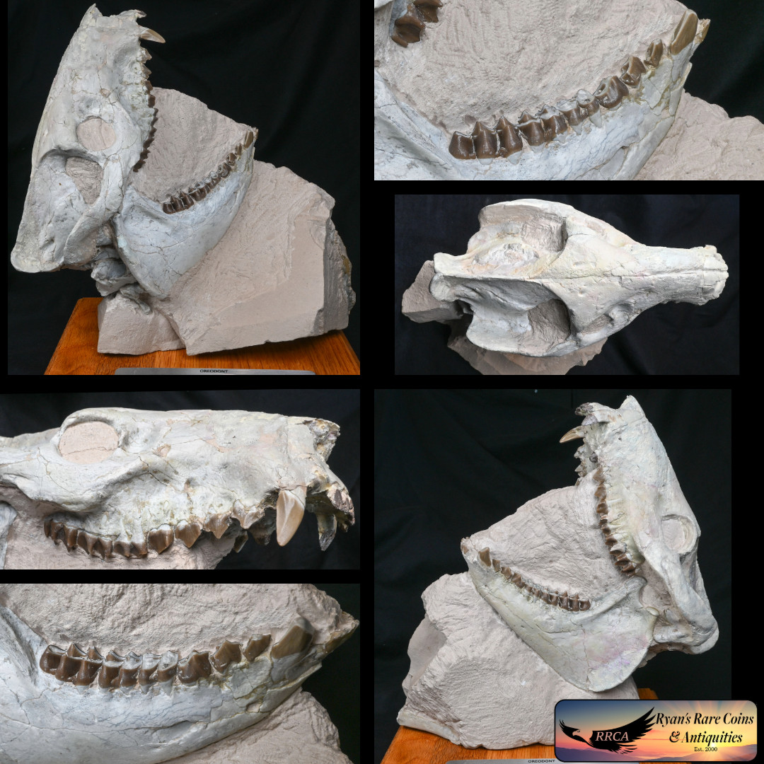 Large Oreodont Skull on Matrix, Eporeodon major, Badlands, SD Fossil, 17lb O1647
