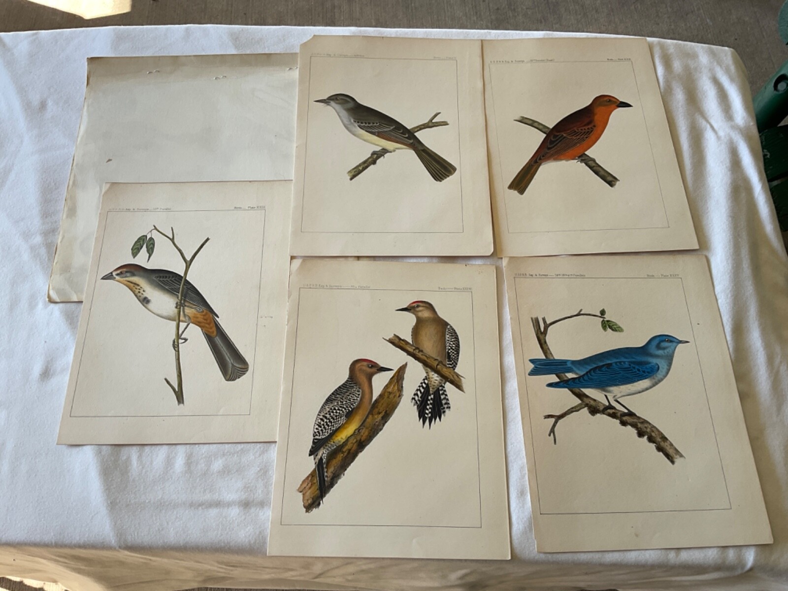 GROUP OF 5 1860 WESTERN BIRD LITHOGRAPH USPRR SURVEY 11 in x 8 1/2 in . # 1807