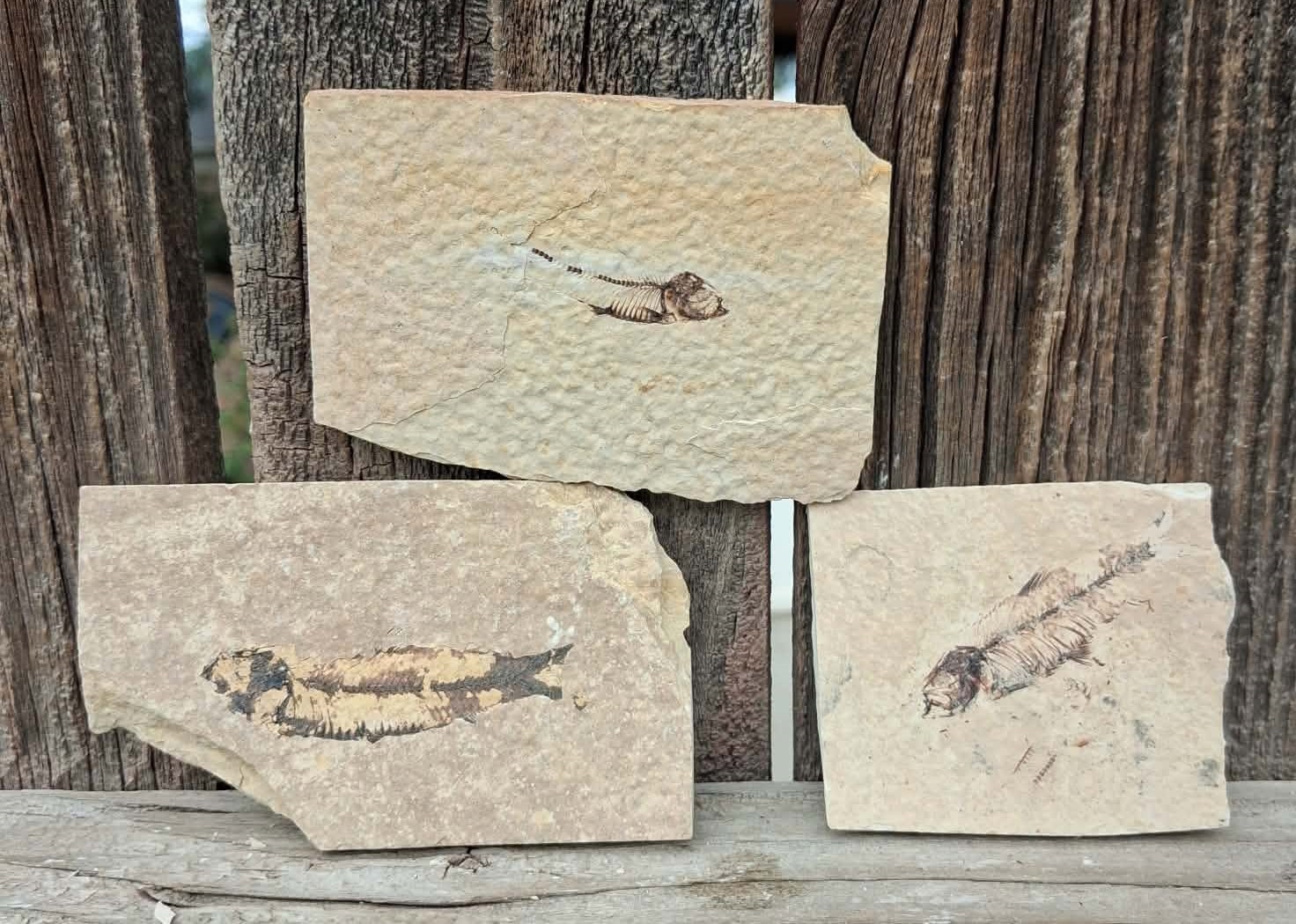 Trio of  Knightia fossilized fish from Green River fossil formation