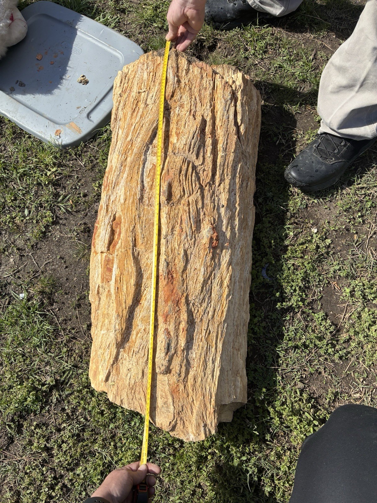 Large Heavy Piece Of Petrified Wood From East Texas Large Heavy Piece Of Petrified Wood From East Texas