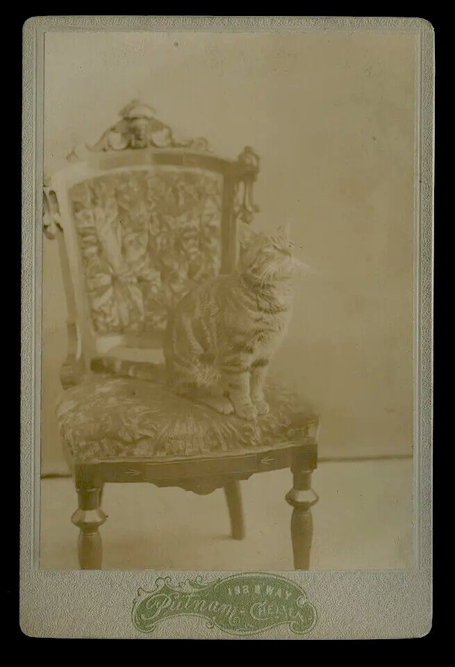 Antique 1890s Cabinet Card Photo of a Striped Tabby Cat Broadway New
