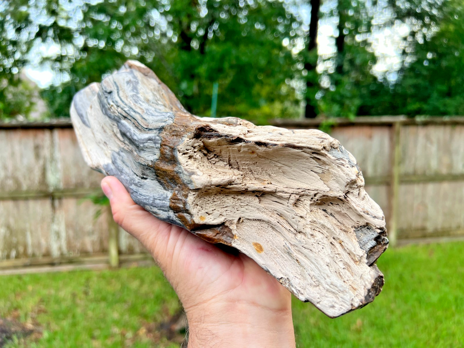 Texas Petrified Wood 13 Texas Petrified Wood 13