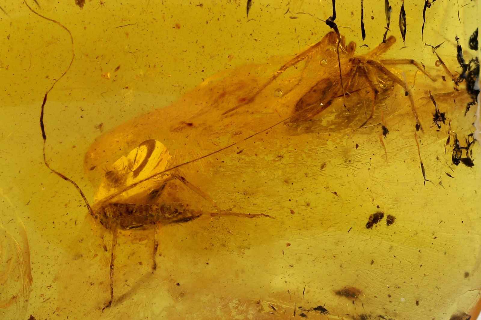 Nice CRICKET - Large SPIDER & Stalactite Inclusion BALTIC AMBER 6.7gr 180315