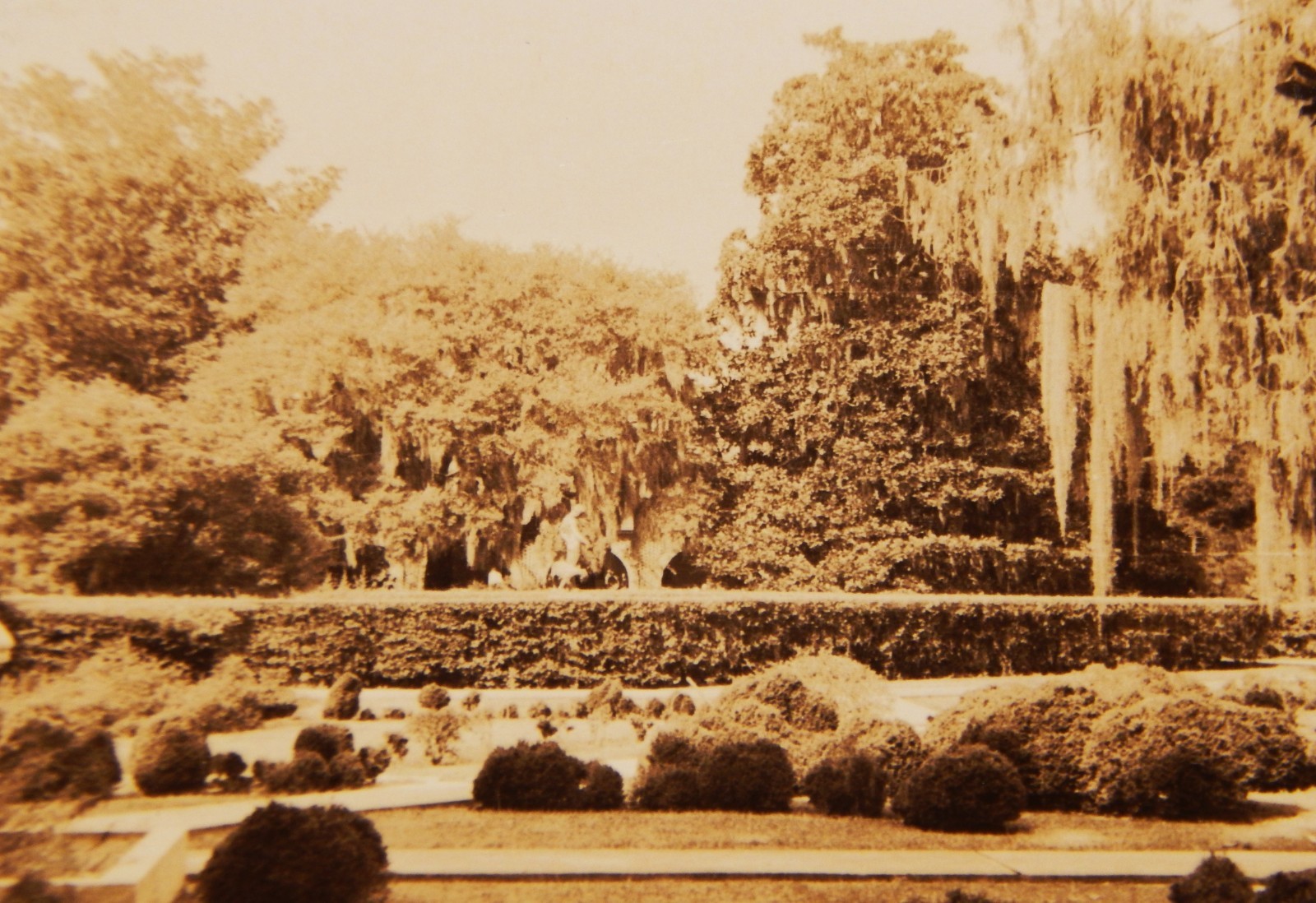 Vintage Photograph, VIEW OF A SOUTHERN GARDEN, Plants, Trees, Spanish Moss