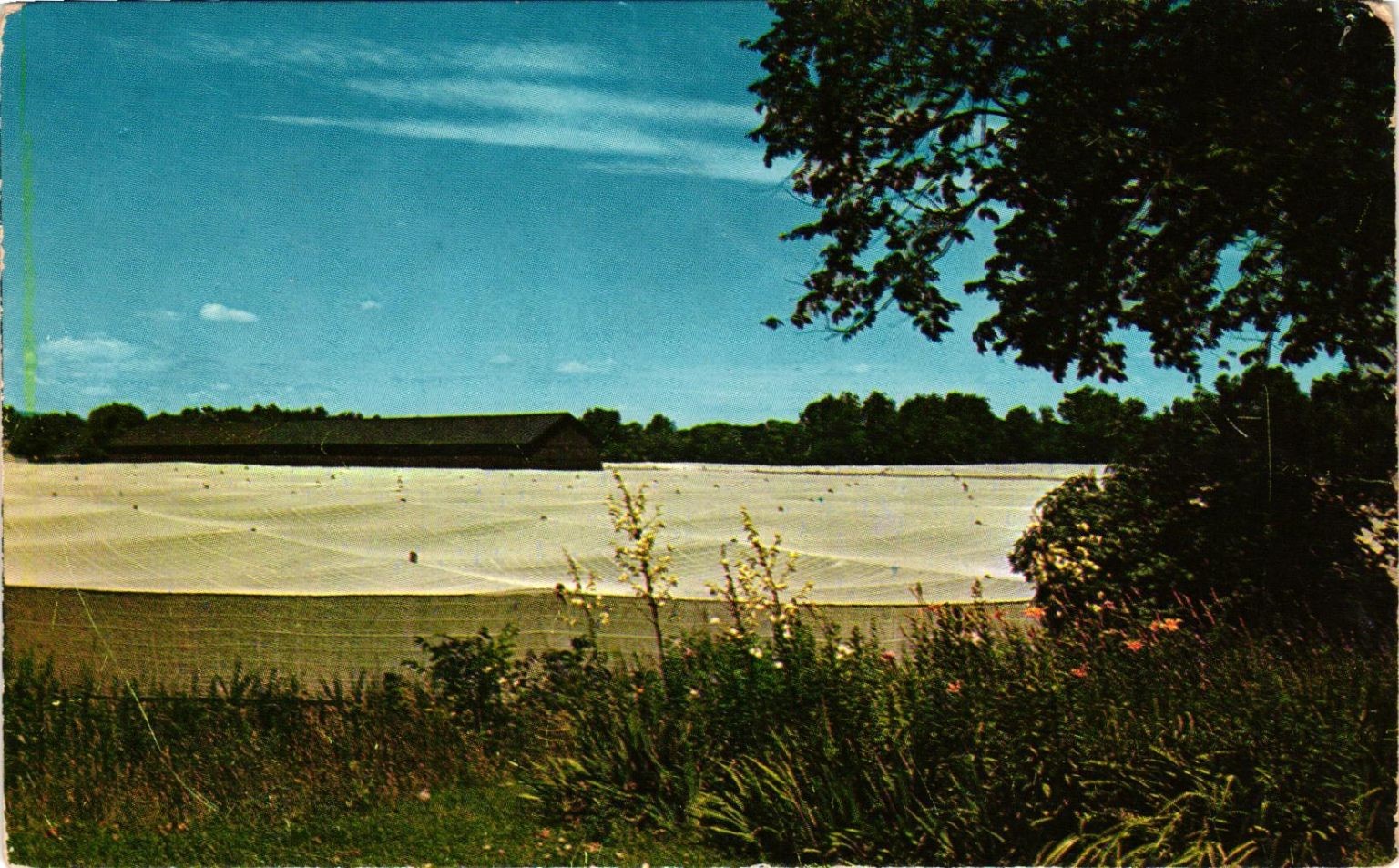 Vintage Plastichrome Postcard Connecticut River Valley Tobacco Farm Vintage Plastichrome Postcard Connecticut River Valley Tobacco Farm
