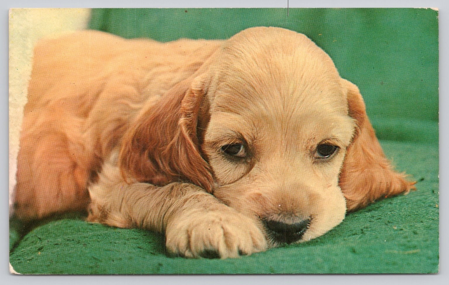 Vintage 1968 Plastichrome Puppy Dog Postcard - Sent to Lisle, Illinois Vintage 1968 Plastichrome Puppy Dog Postcard - Sent to Lisle, Illinois
