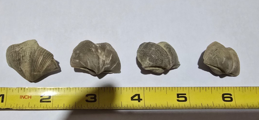 Fossils Mucrospirifer Brachiopods Devonian Period LOT OF 4 Pieces  Midwest USA