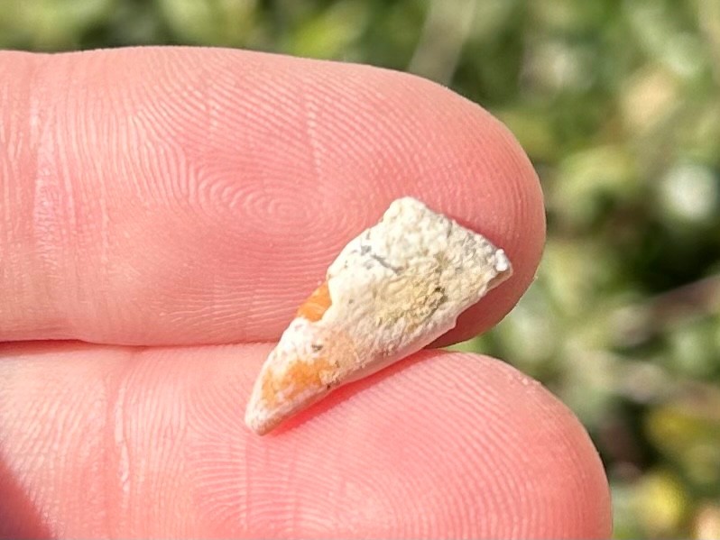 RARE Mexico Fossil Cetacean Marine Mammal Tooth Pliocene Baja