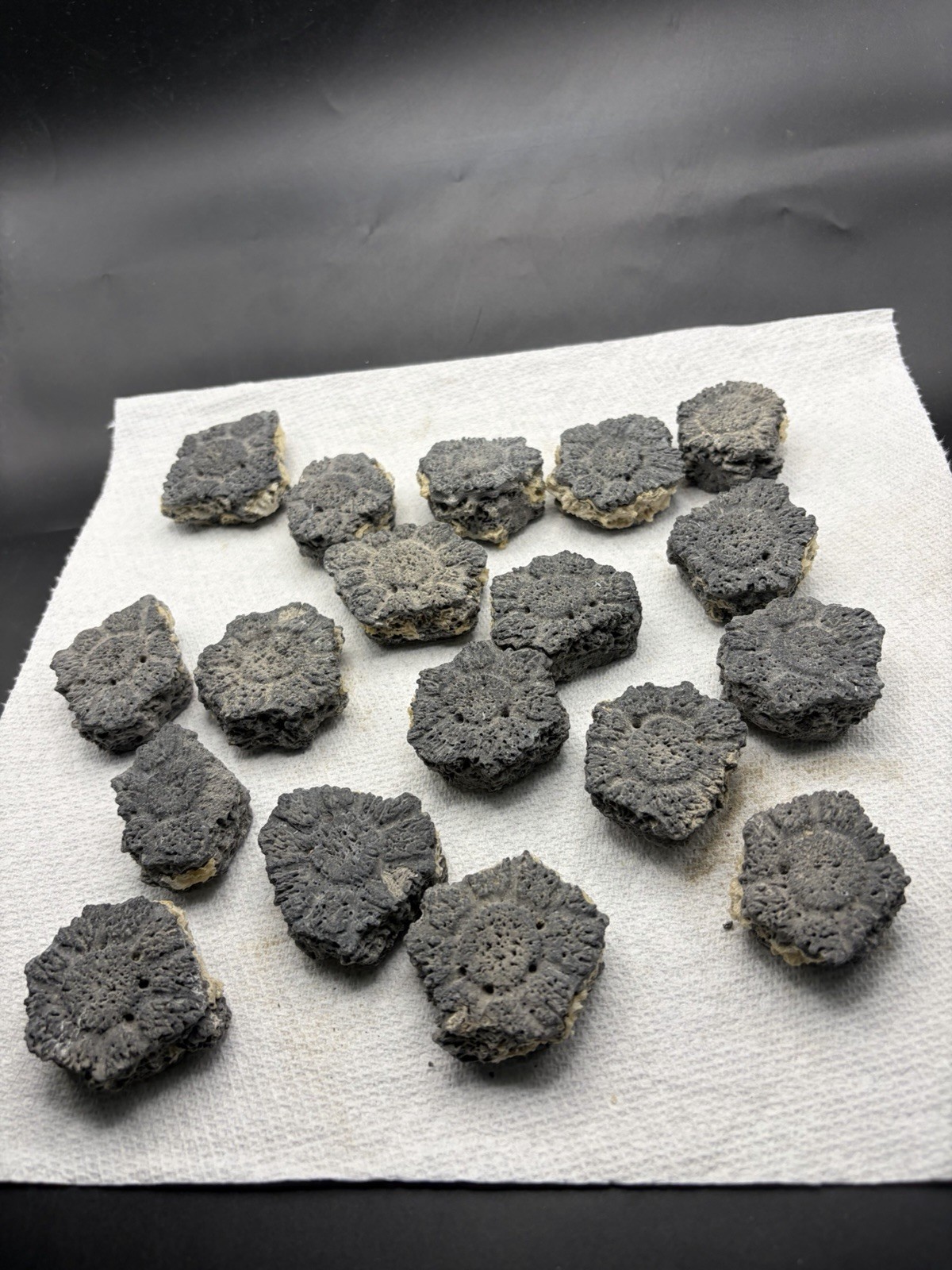 GROUP OF ASSOCIATED GLYPTODONT SCUTES (GIANT ARMADILLO) ICE AGE MAMMAL FOSSILS