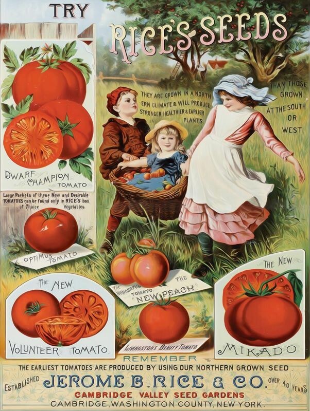Rice's Seeds of Cambridge, NY NEW Metal Sign: LARGE SIZE 12x16 - 