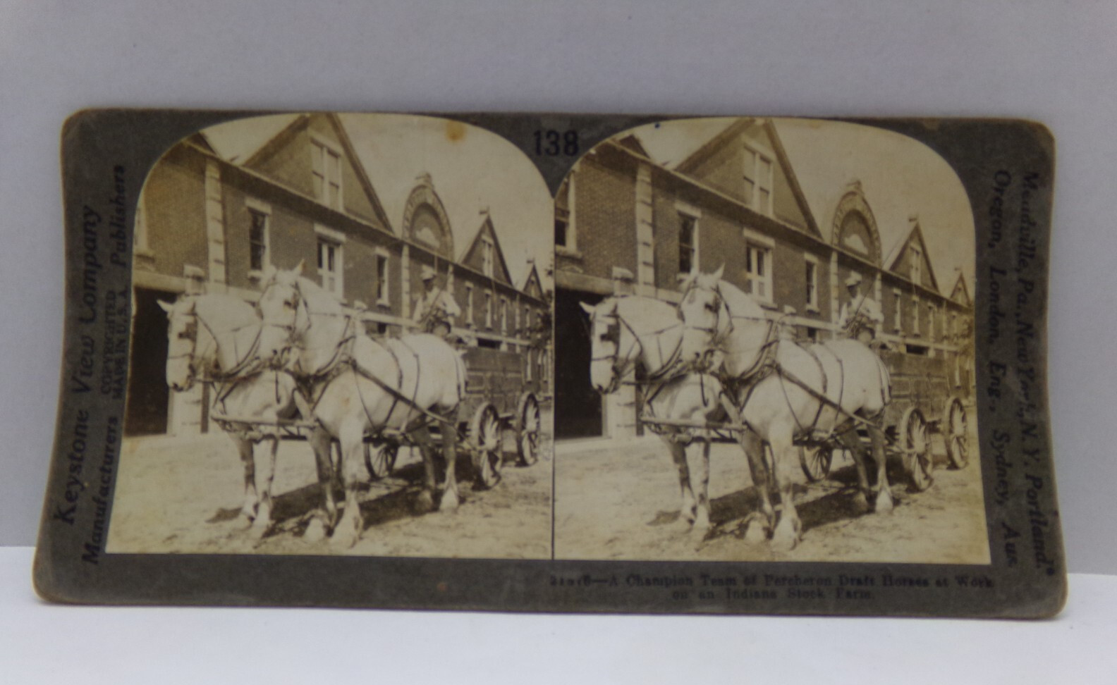 Indiana Stereoview Antique c1930s Percheron Draft Horses Stock Farm Vintage