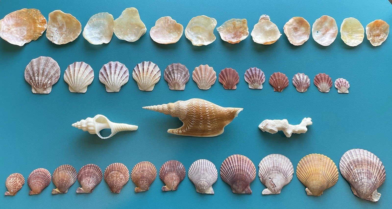 Collection of 39 South Australia & Queensland Sea Shells. Located In USA.