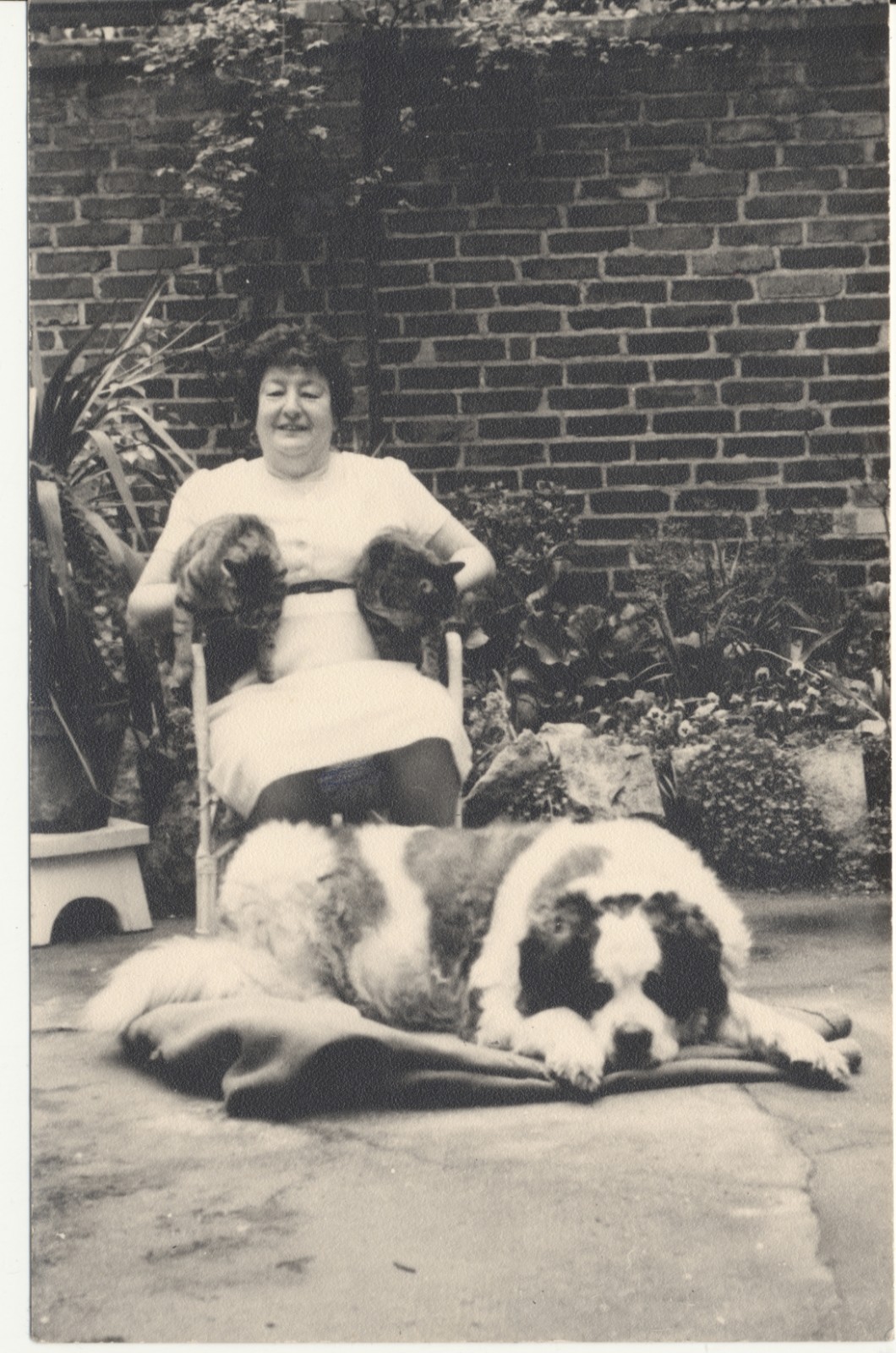 1918–1928 RPPC AMAZING WOMAN w/ TWO CATS & HUGE ST. BERNARD – Unused