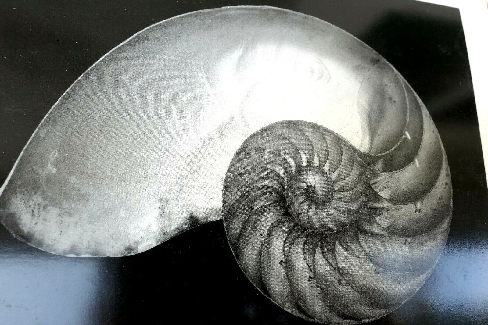 Shells 1927 2-S Photograph by Edward Weston W-007-85 Nautilus greeting card Shells 1927 2-S Photograph by Edward Weston W-007-85 Nautilus greeting card