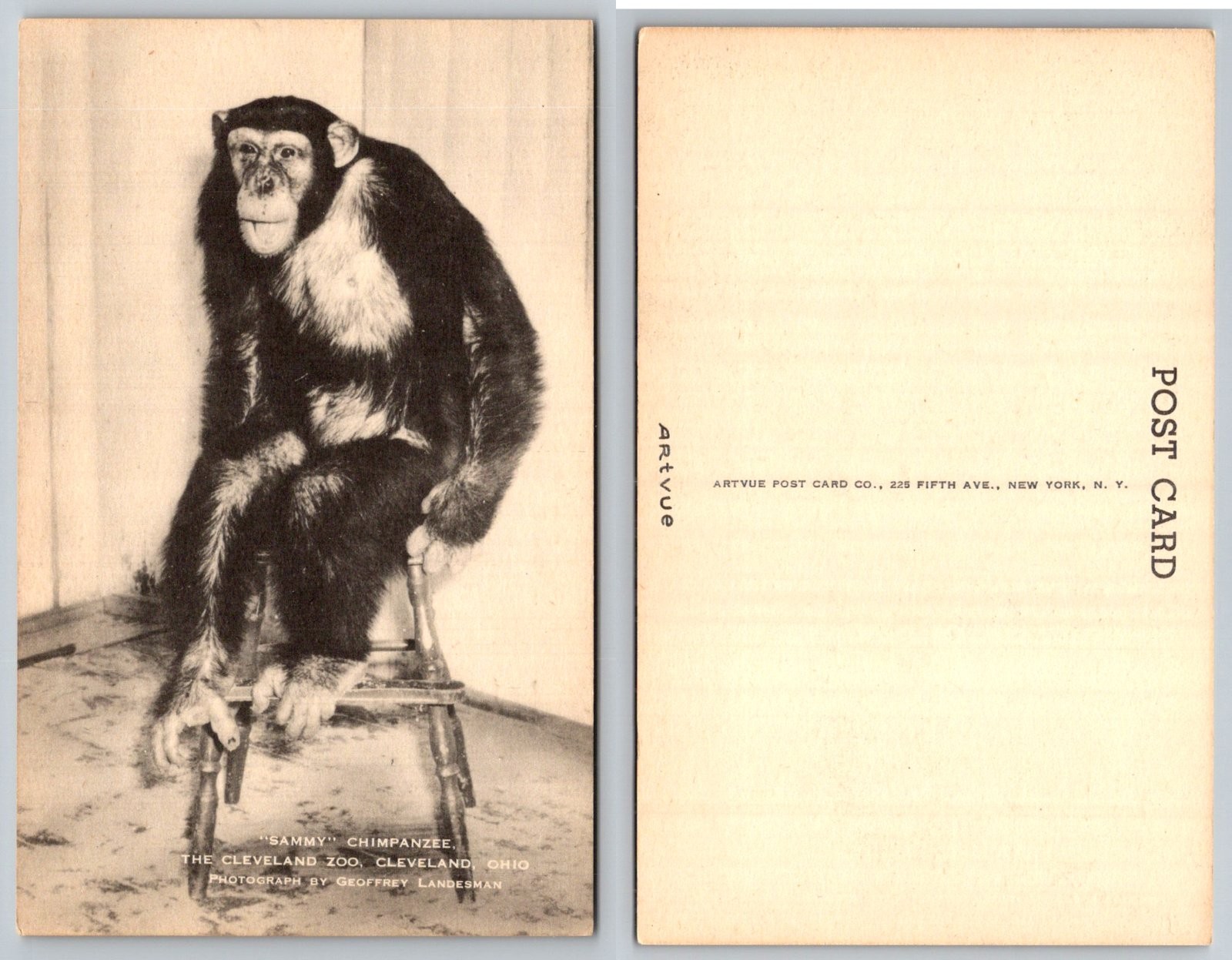 Sammy Chimpanzee Cleveland Zoo Ohio Artvue Postcard