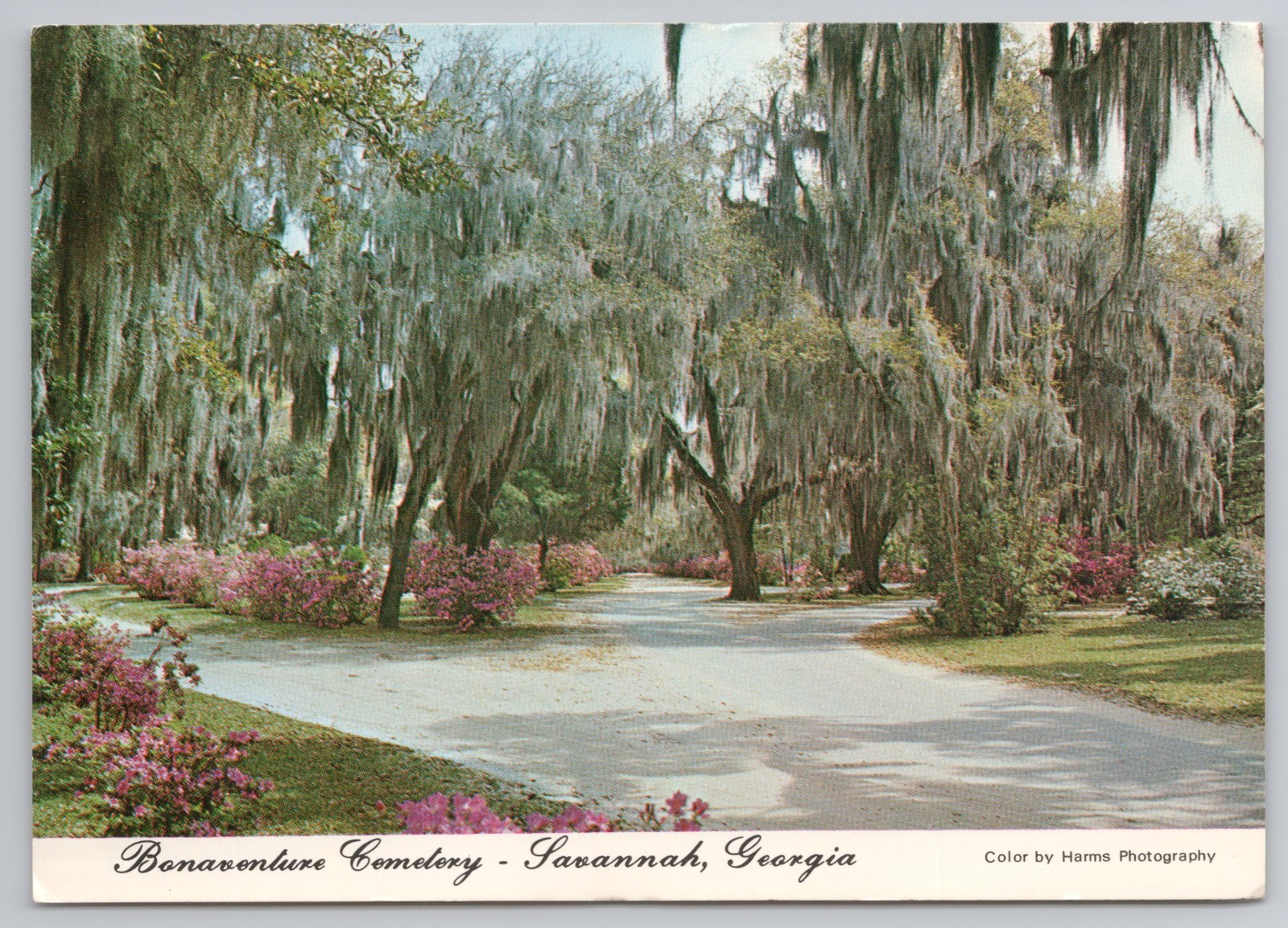 Spanish Moss Path Bonaventure Cemetery in Savannah Georgia c1960s Postcard