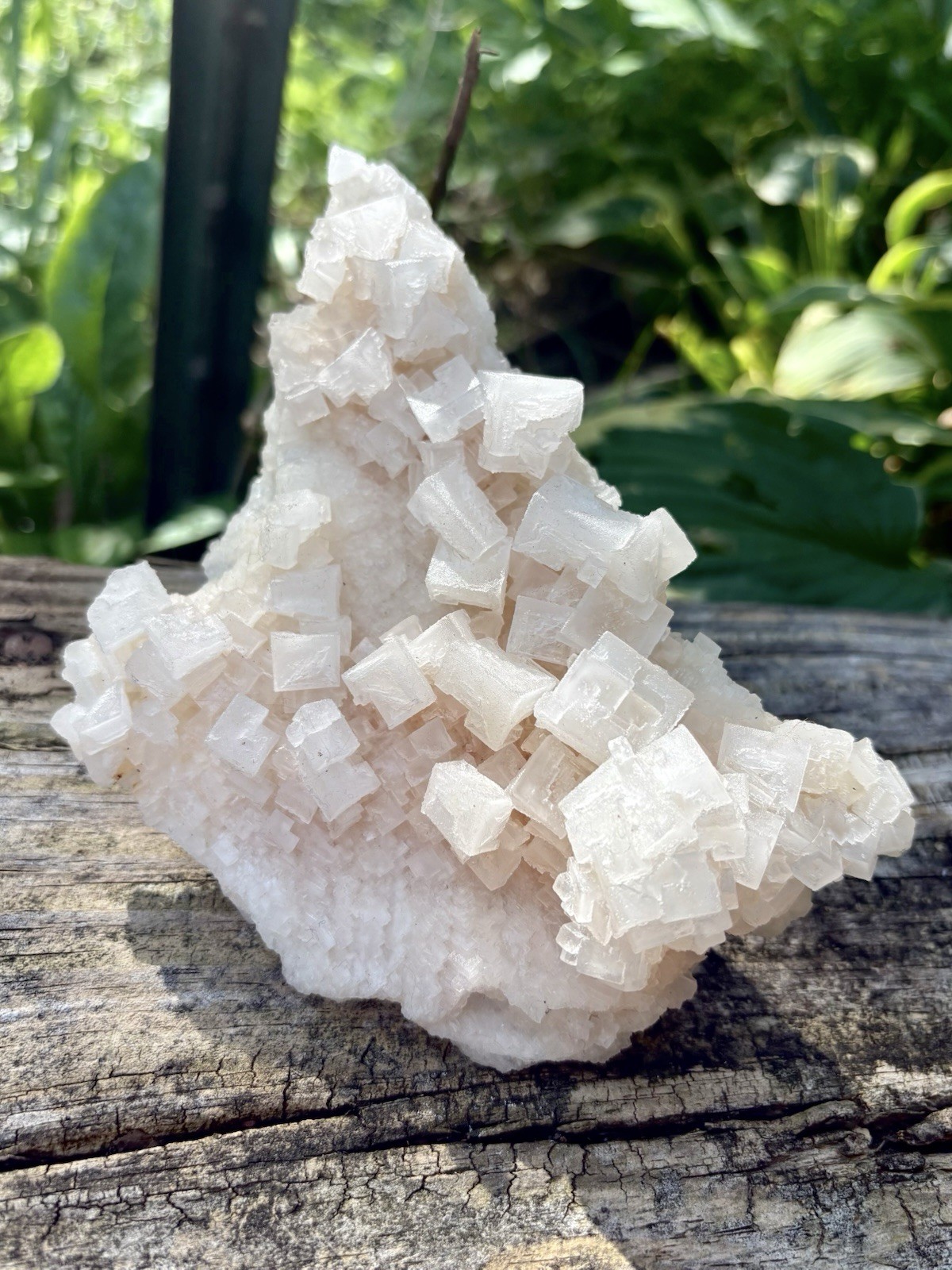 Large Pink Halite Cluster- Natural 4.7” Cubic Pink Halite Crystals California