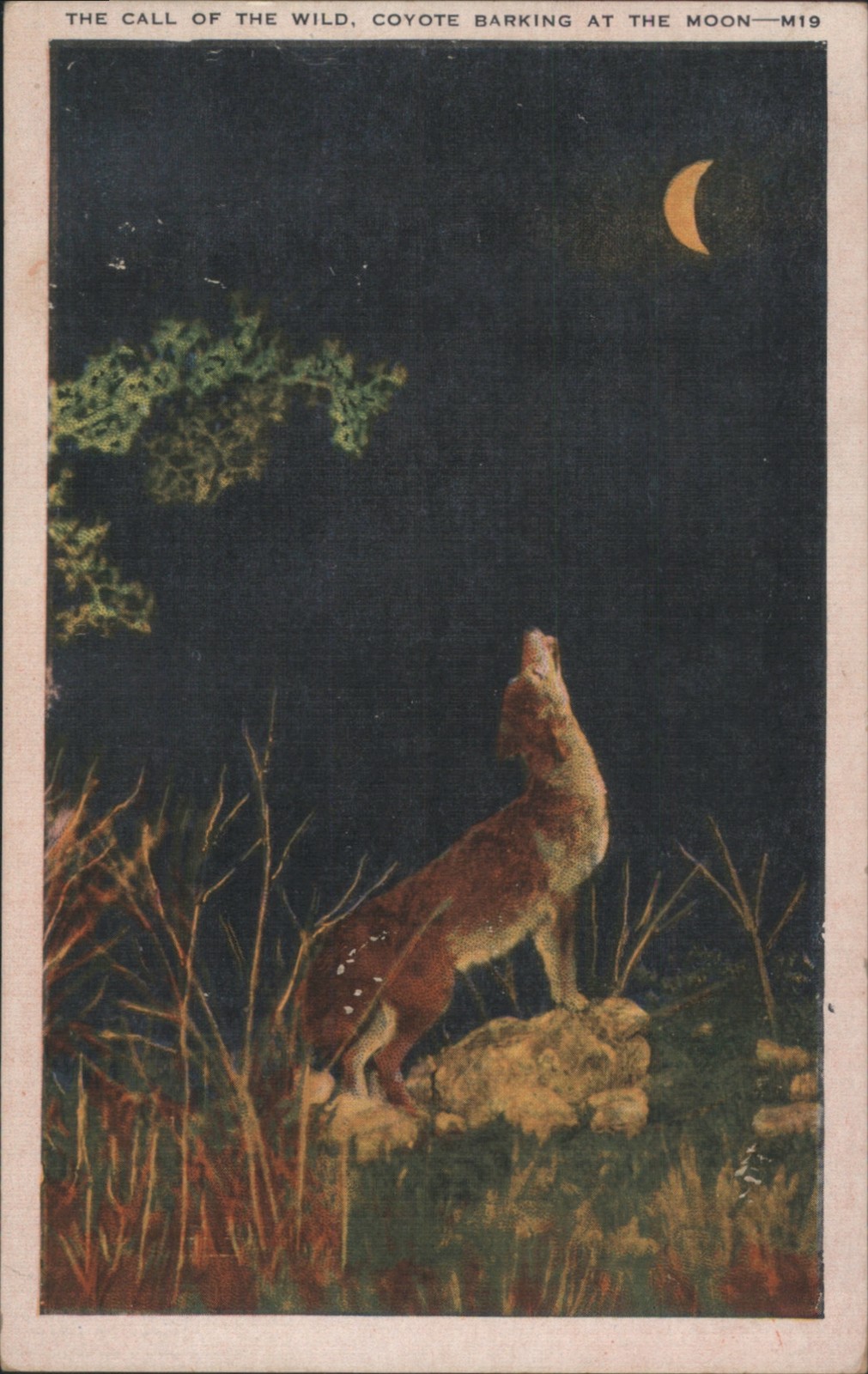 Coyote Barking the Moon, Call of Wild 1947 San Francisco Vintage Postcard
