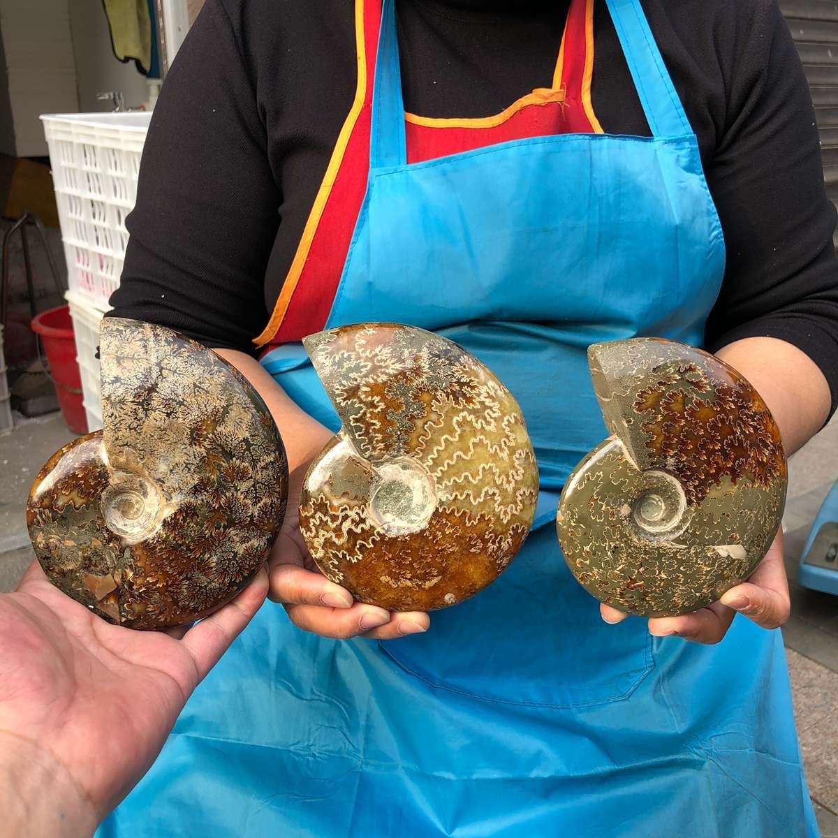 3.87LB 3pc Rare Natural Tentacle Ammonite Specimen Healing Madagascar