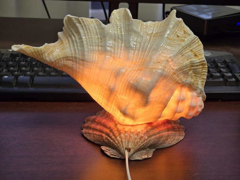 Conch Shell Night Light Lamp Nautical Beach Coastal Ocean Decor  USA
