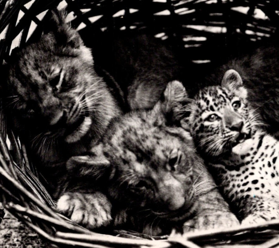 * VTG Continental Young Lion & Leopard Cubs Basket Zoological Garden Switzerland