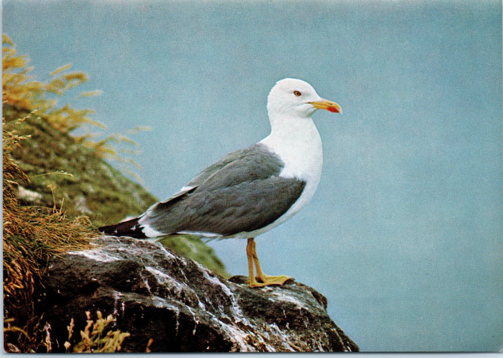 Vintage Postcard Brandgans Shelduck Swiss Bird 1972