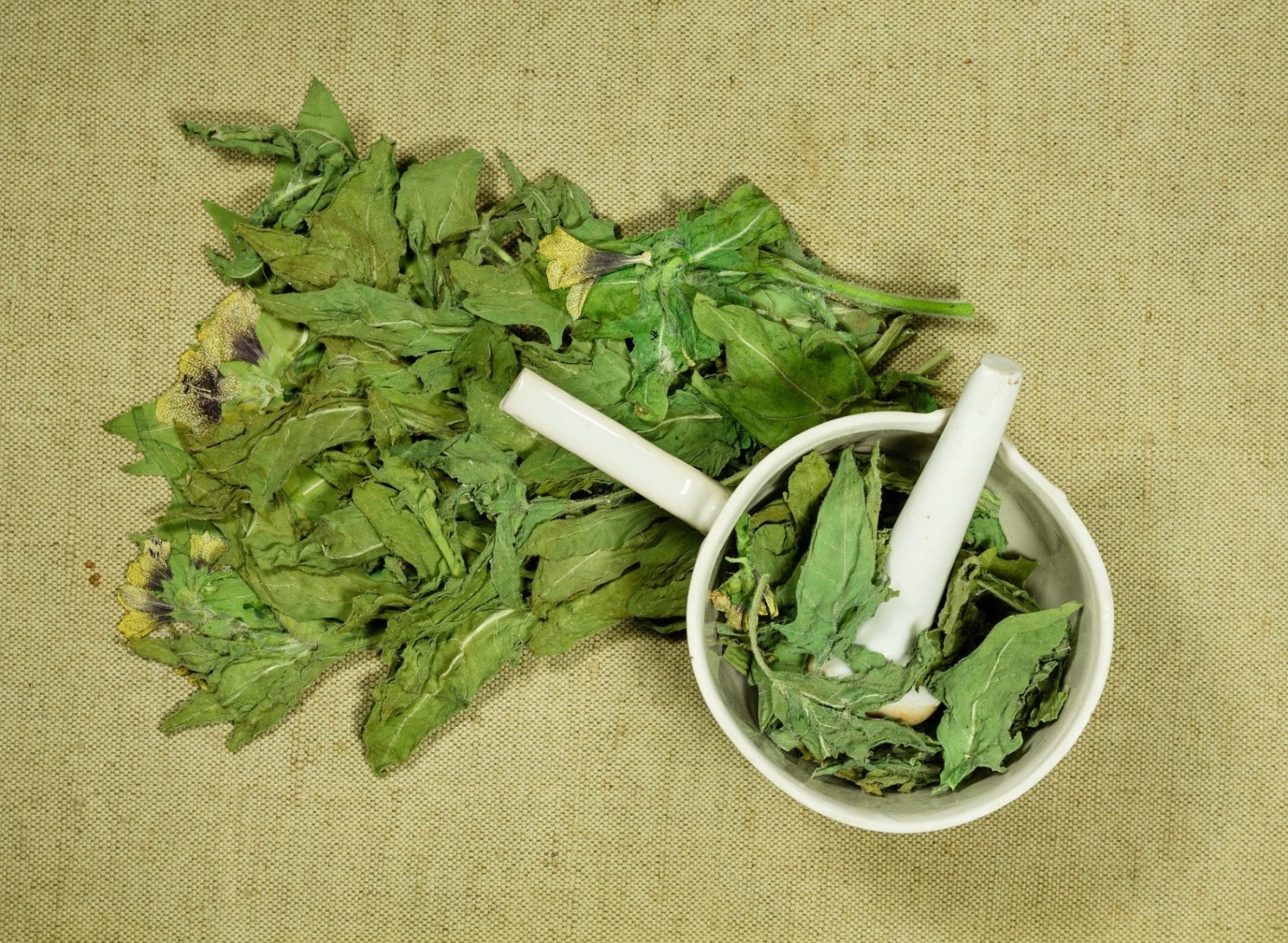 Henbane | Hyoscyamus niger | Dried Herb Wicca/ Witchcraft 1/4 oz