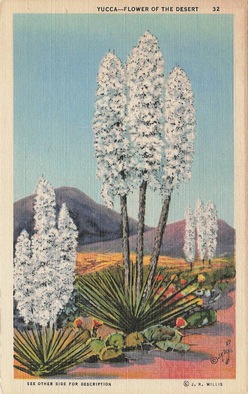 Yucca Flower of the Desert New Mexico Linen Postcard Curteich Southwest Flora