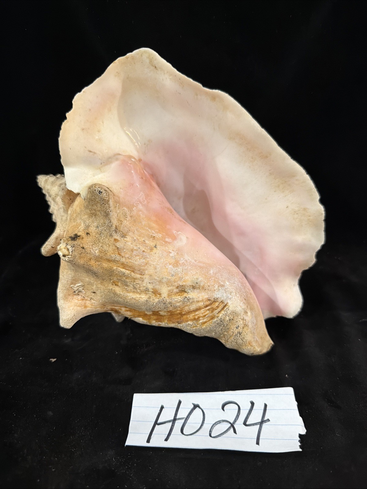 Vintage Queen Conch Shell 220.2mm Florida (H024)