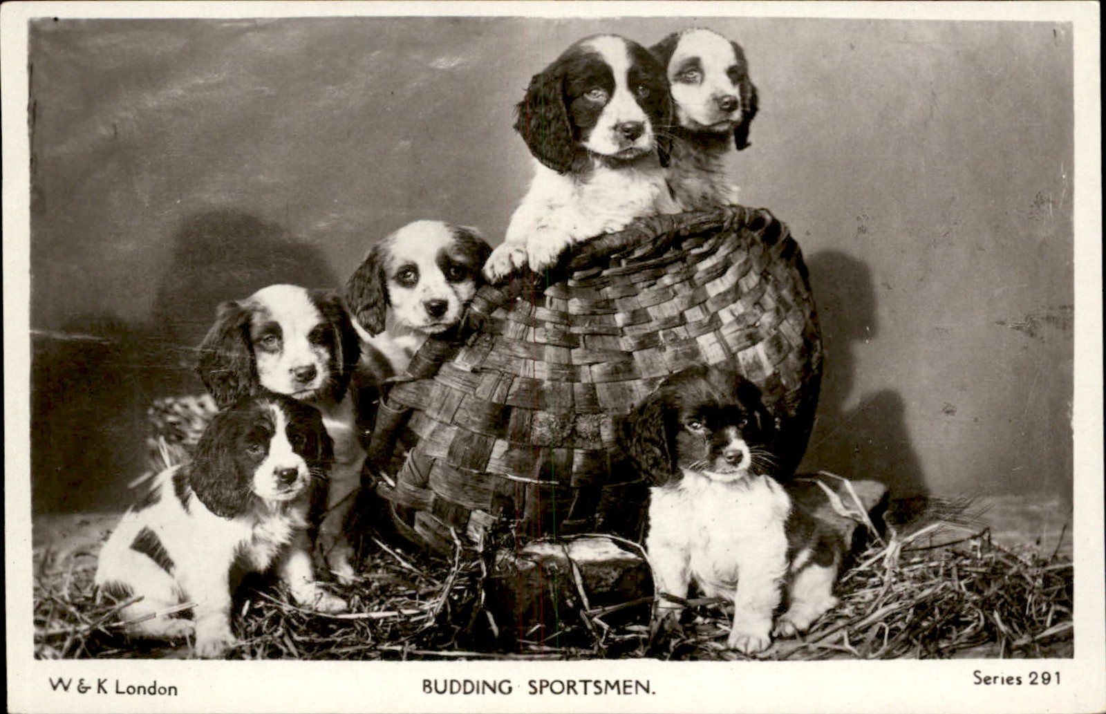 Puppies in a basket Spaniels?  c1900s-10s Real Photo Vintage Postcard