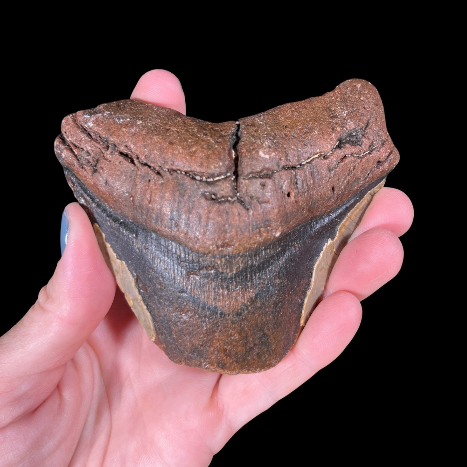 Genuine Prehistoric Megalodon Tooth- USA Fossil Specimen Gifts 6.9oz (OBX067)