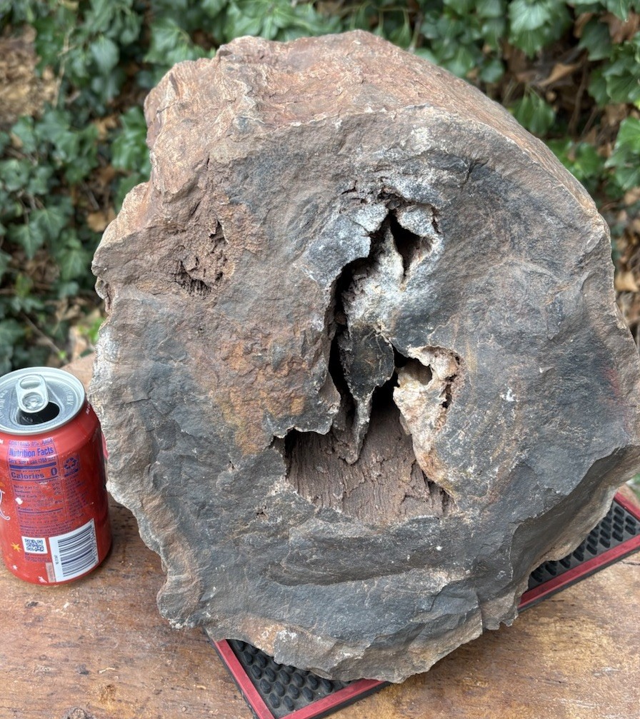 ☘️RR⛏️: Rough Full Round Detailed New Mexico Petrified Wood 86 Lb 🪵