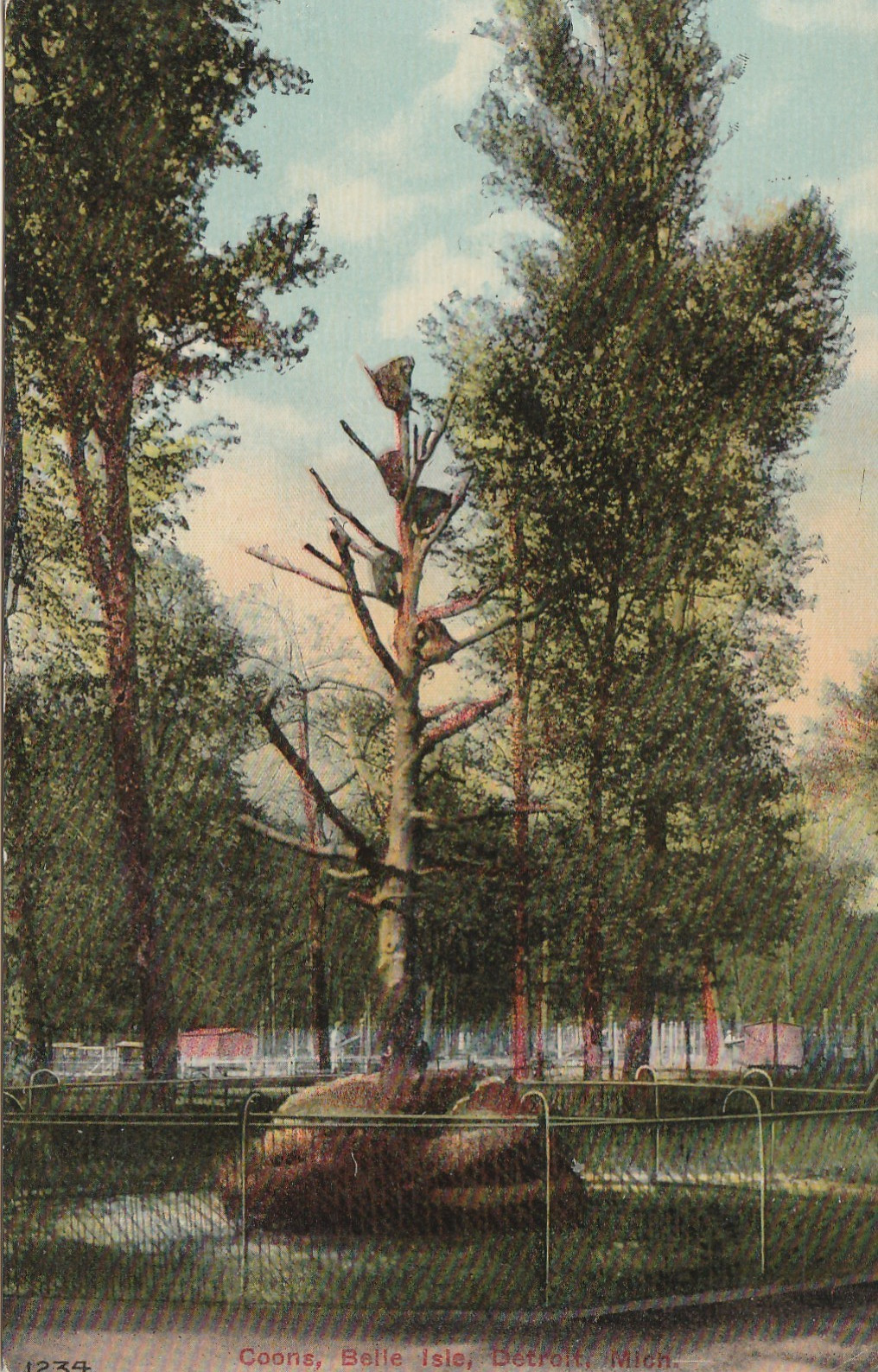 Detroit,MI Coons,Belle Isle  Wayne County Michigan Antique Souvenir Postcard