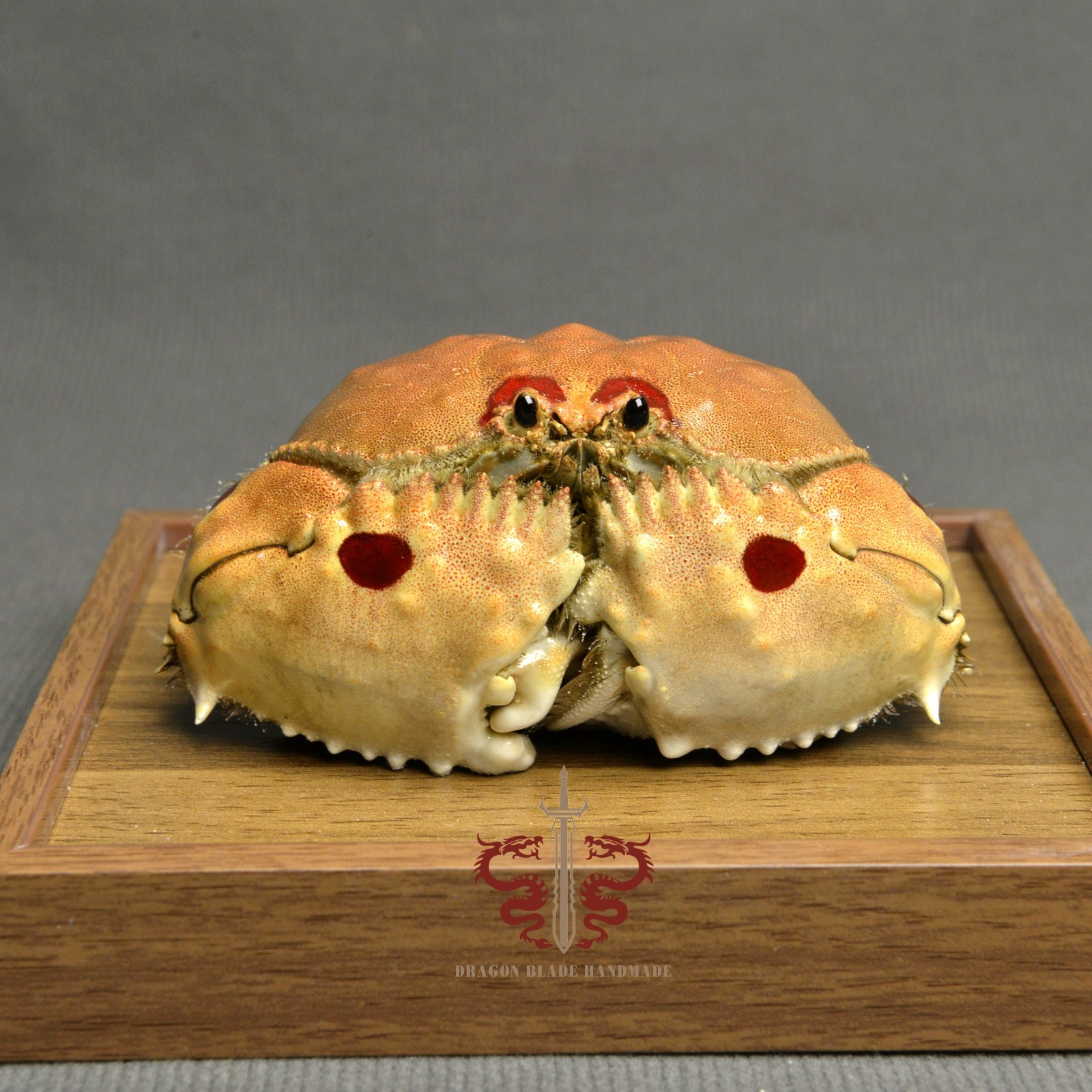 Crab specimen Calappa philargius, museum-quality taxidermy & display box