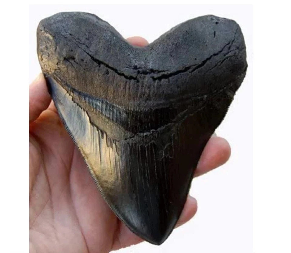 5.5 Inch Megalodon Tooth Black With Serrations new...
