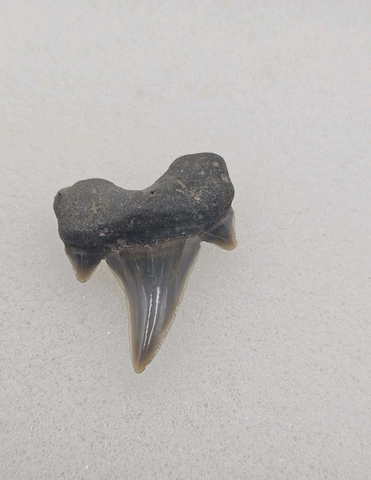 Rare Parotodus Pavlovi Shark Tooth Fossil Sheppey England Not Benedeni 