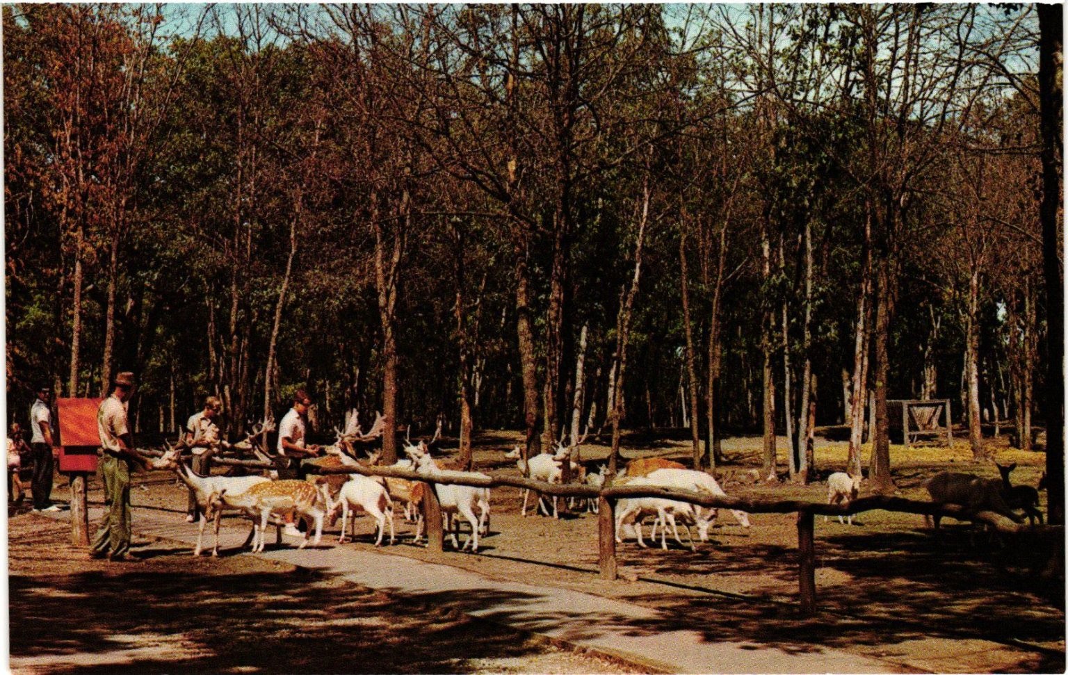 Vintage Wisconsin Dells Deer Park Postcard H.H. Bennett Studio 1965 Chrome Vintage Wisconsin Dells Deer Park Postcard H.H. Bennett Studio 1965 Chrome