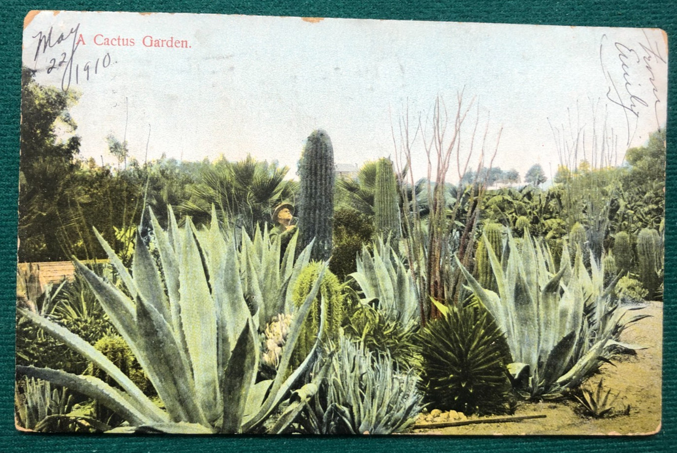1910 Arizona Territorial Postcard – Cactus Garden View – Phoenix Postmark