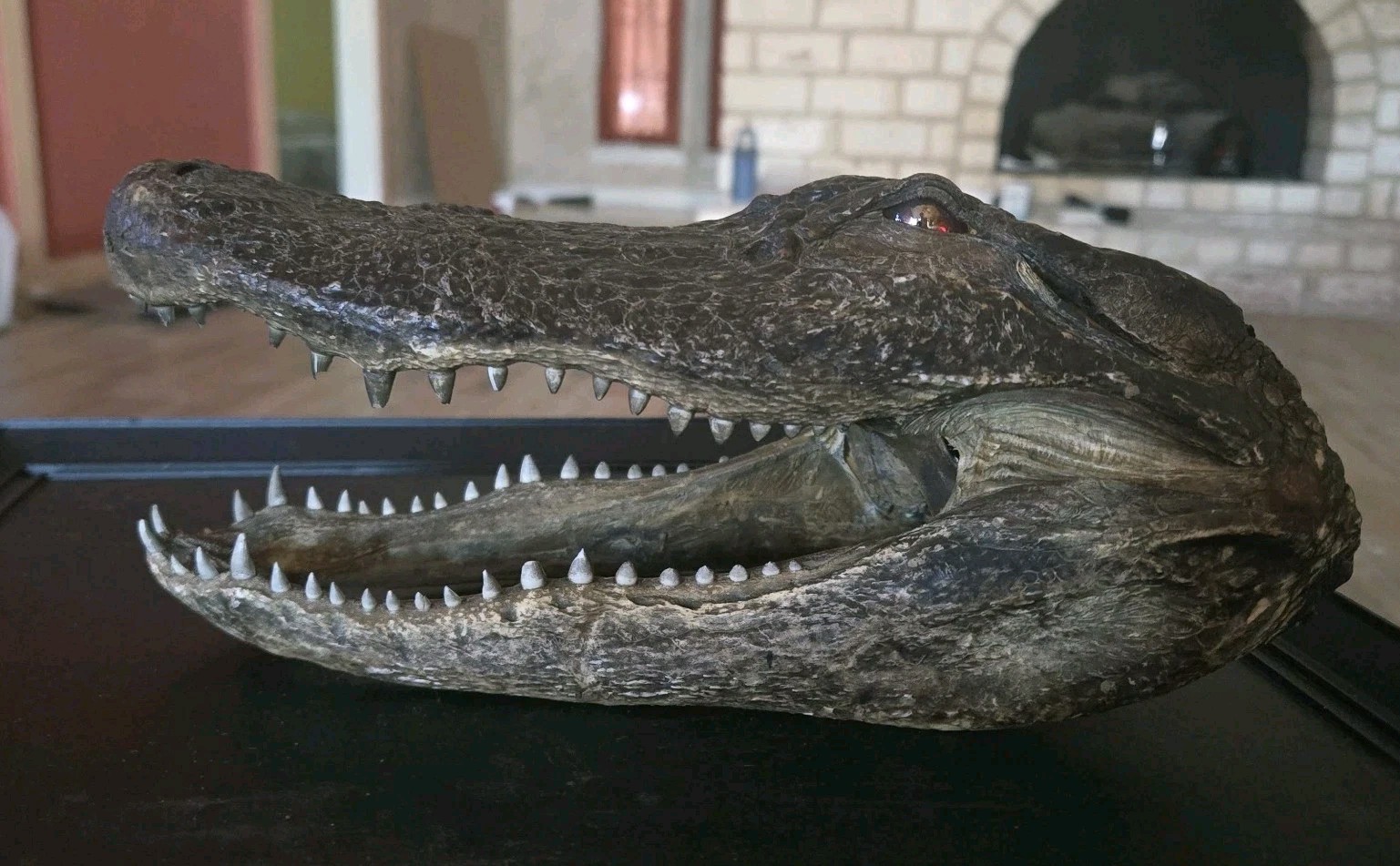 One Genuine American XL Alligator Head 9-10”, Weighted 1 Pound and 2.7oz