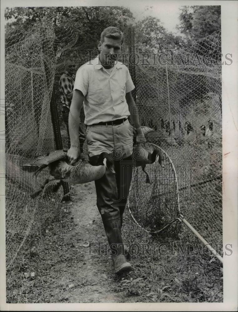 1966 Press Photo Hunter Carries Shot Geese - nee12545