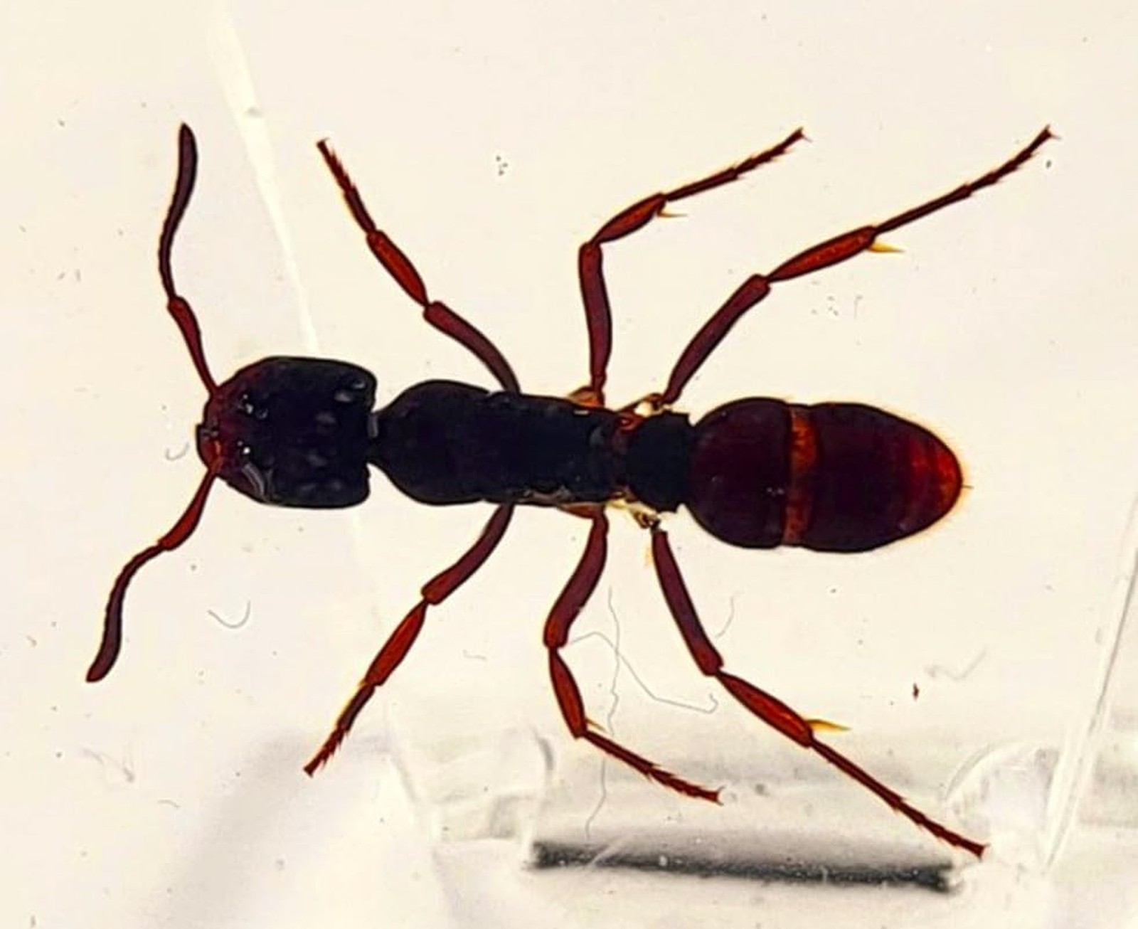 44mm Real Tropical Giant Ant in Crystal Clear Lucite Resin Specimen Preserved...
