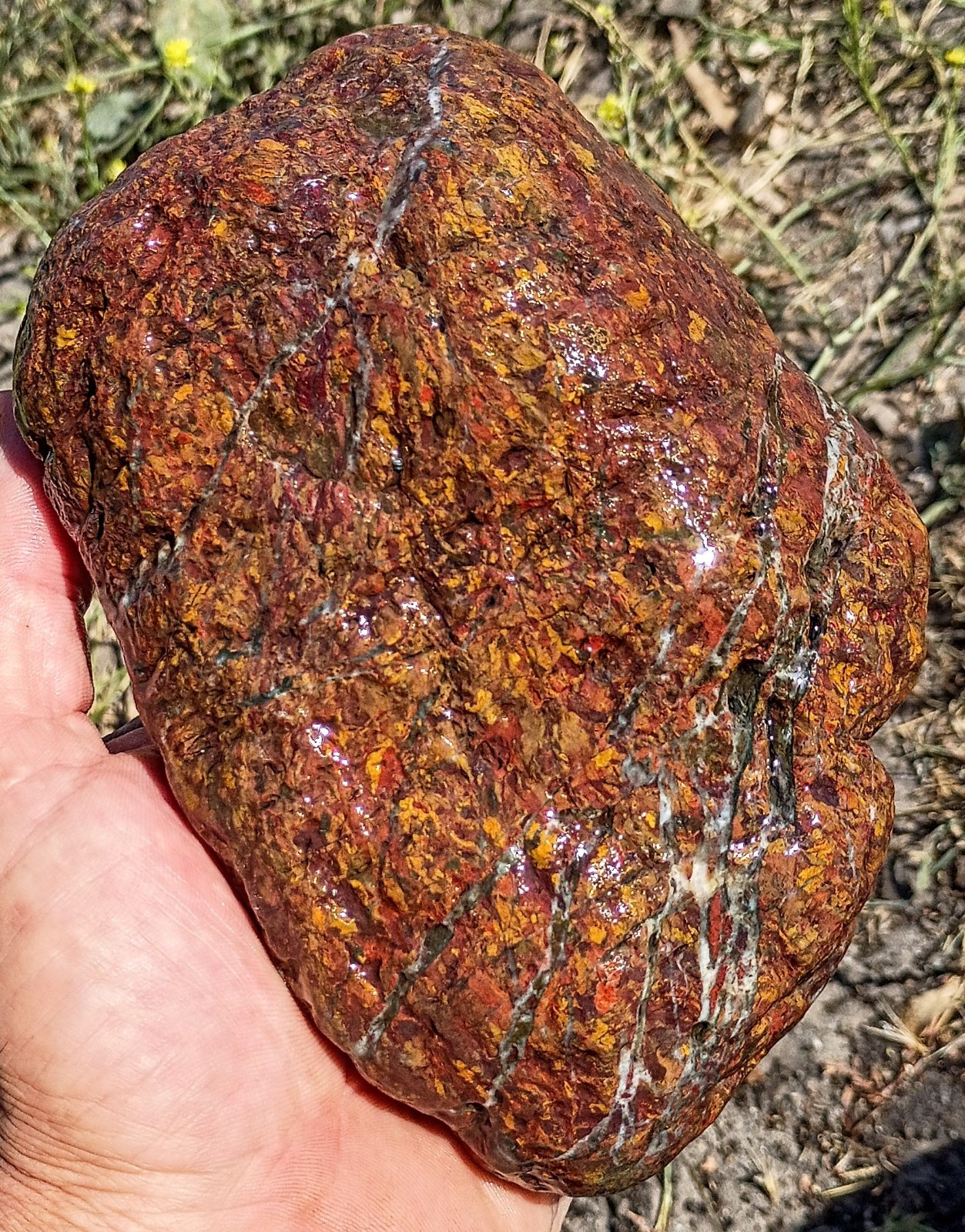 Premium California Central Coast Jasper Agate. Lapidary. 5lbs. 3.3oz.