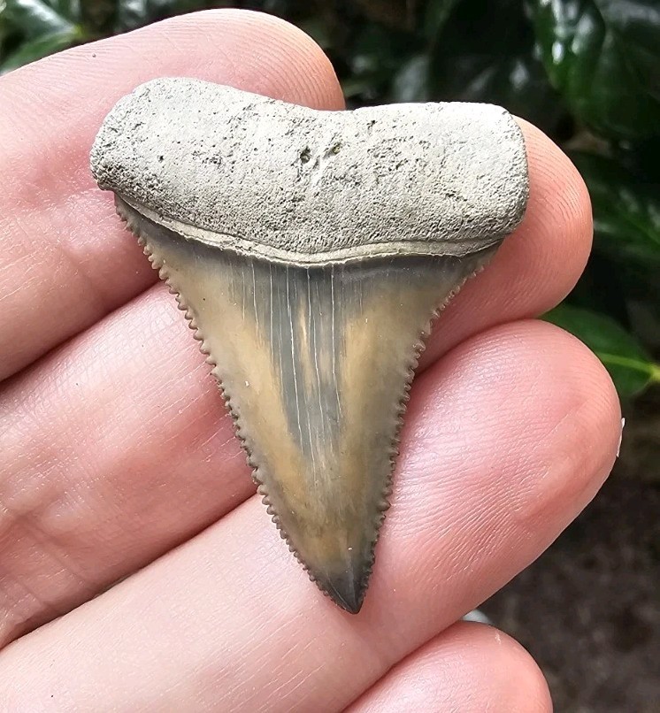 Florida Great White Shark Tooth Fossil Not Megalodon