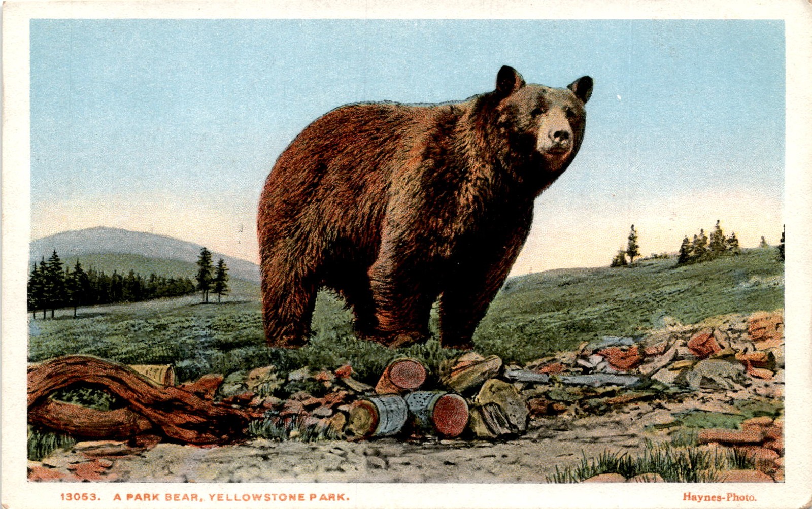 Park Bear, Yellowstone Park, Haynes, St. Paul, Official Photographer, Postcard