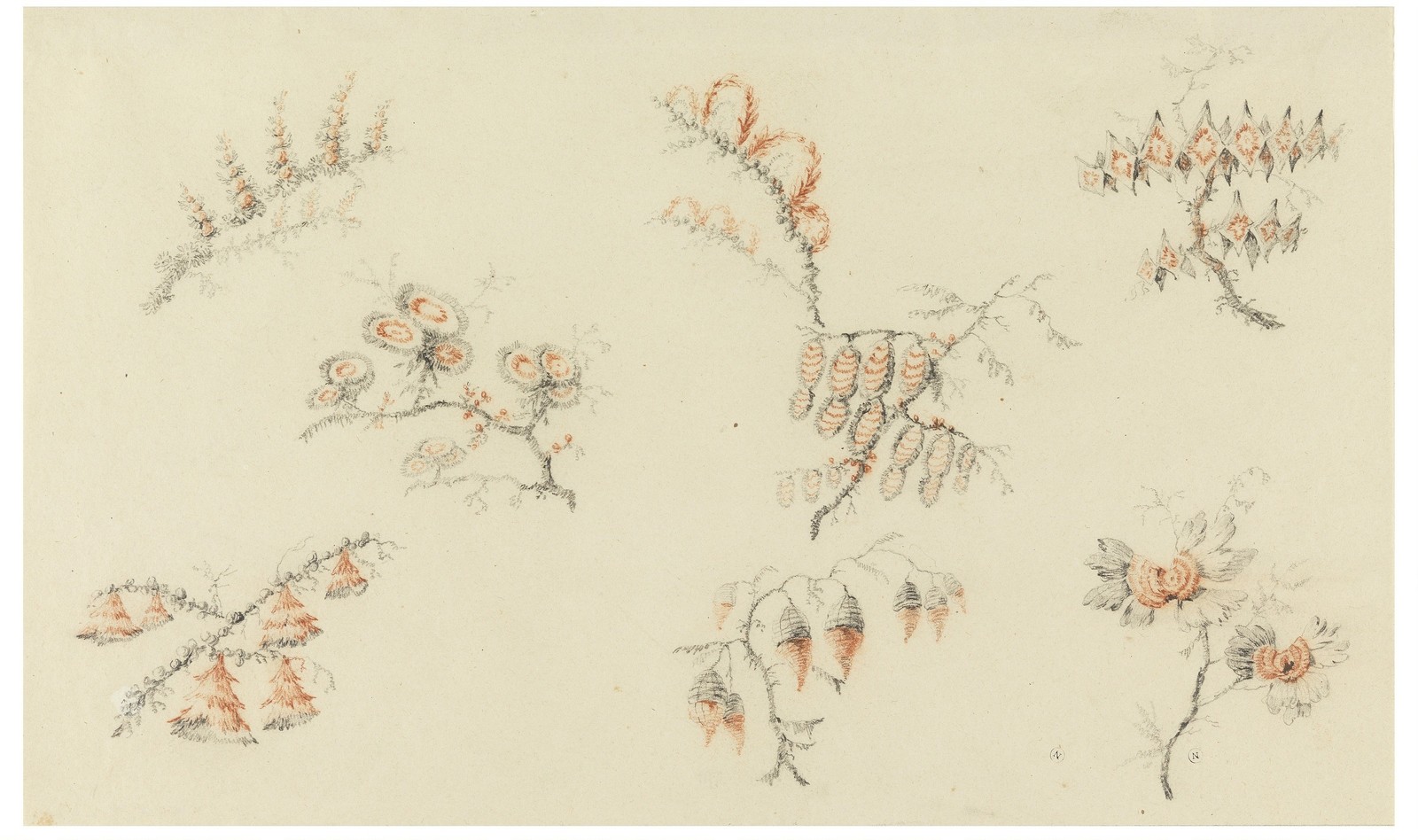 Pillement Vintage Botanical Flower Sprays Study Glossy Photo Reprint