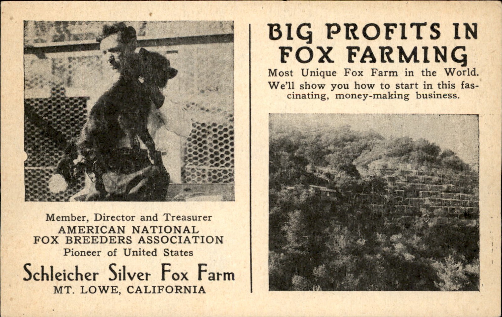 Mt. Lowe CA Fox Farm Schleicher Silver Fox Farm c1920s-30s Vintage Postcard bhn