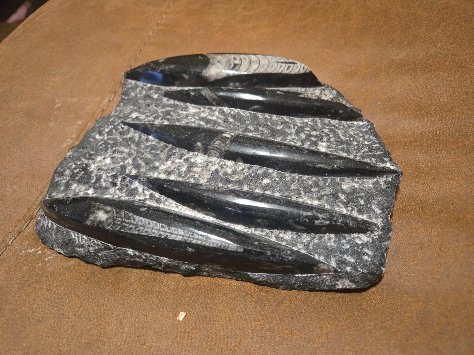 Large Polished Orthoceras Fossil Plate – Multiple Cephalopods – Morocco 8 Large Polished Orthoceras Fossil Plate – Multiple Cephalopods – Morocco 8
