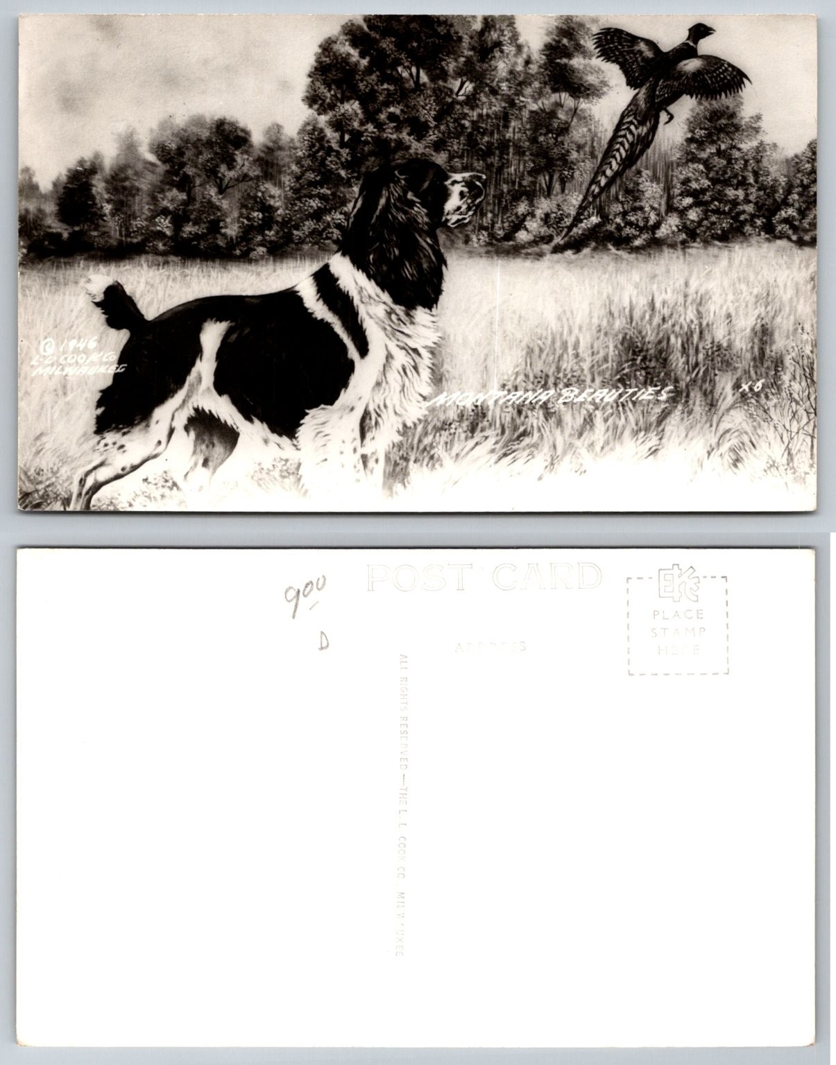 1946 Montana Beauties Spaniel Dog & Pheasant Hunting RPPC Postcard L.L. Cook